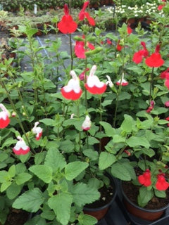 Sage: Salvia Hot lips (Salvia x jamensis 'Hot Lips') - The Culinary Herb Company