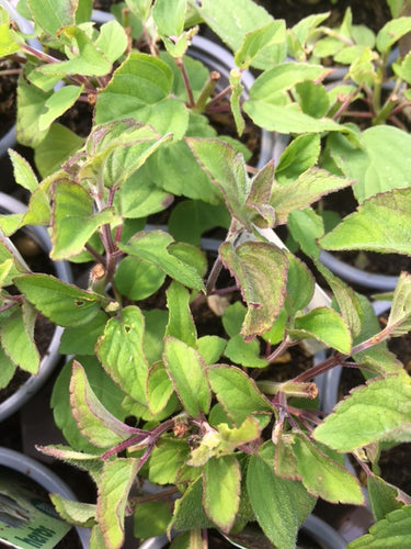 Sage: Tangerine (Salvia elegans 'Tangerine') - Culinary Herb Co.