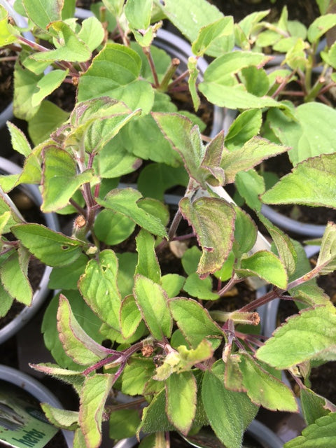 Sage: Tangerine (Salvia elegans 'Tangerine') - Culinary Herb Co.