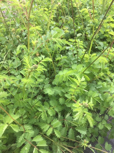 Burnett, Salad Burnett (Sanguisorba minor) - The Culinary Herb Company