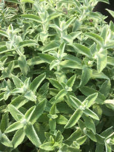 Mint: Silver (Mentha longifolia 'Silver-Leaved') - The Culinary Herb Company