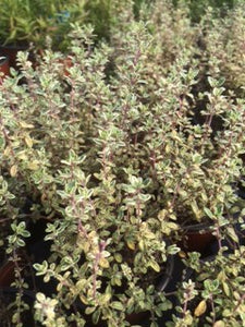 Thyme: Silver posie (Thymus vulgaris 'Silver Posie') - The Culinary Herb Company