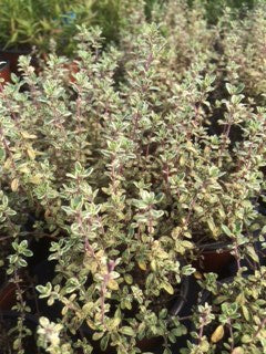 Thyme: Silver posie (Thymus vulgaris 'Silver Posie') - The Culinary Herb Company