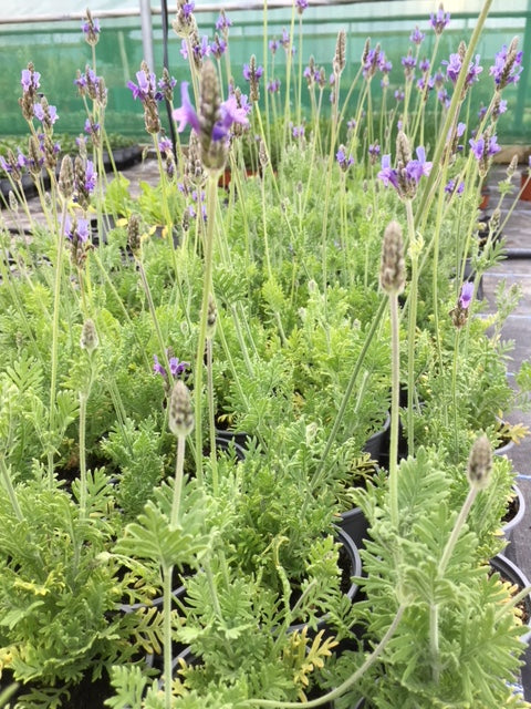 spanish eyes lavender plant Lavender: Spanish Eyes (Lavandula multifidi 'Spanish Eyes')