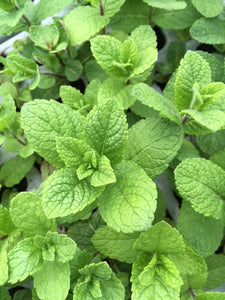 Mint: Spanish (Mentha spicata)