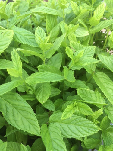 Mint: Spearmint (Mentha spicata) - The Culinary Herb Company