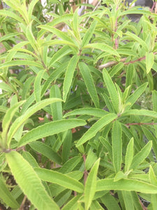 Verbena: Spearmint (Aloysia gratissima) - The Culinary Herb Company