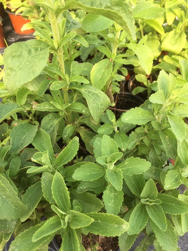 Stevia (Rebaudiana) - The Culinary Herb Company