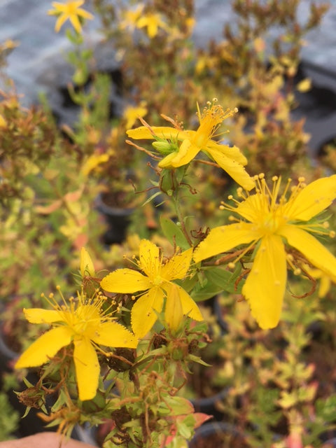 St. John's Wort (Hypericum perforatum)