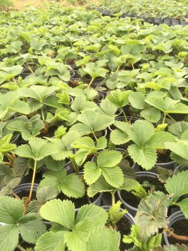 Strawberry (Honeoye) - Culinary Herb Co.