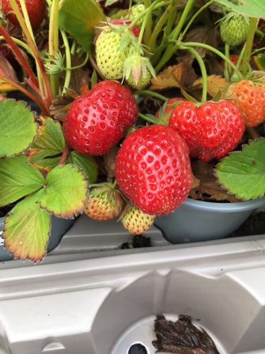Strawberry (Pegasus) - Culinary Herb Co.