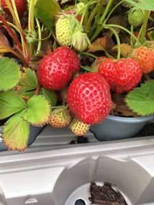 Strawberry (Pegasus) - Culinary Herb Co.