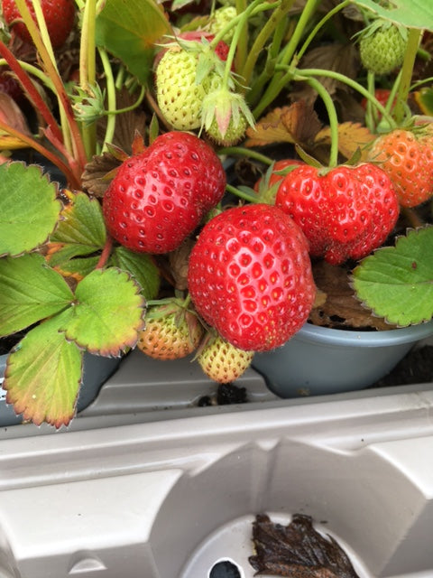 Strawberry (Pegasus) - Culinary Herb Co.