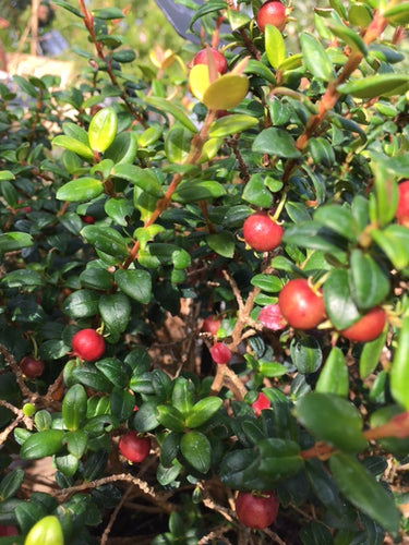 Strawberry Myrtle (Ugni molinae) - Culinary Herb Co.