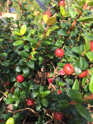 Strawberry Myrtle (Ugni molinae)