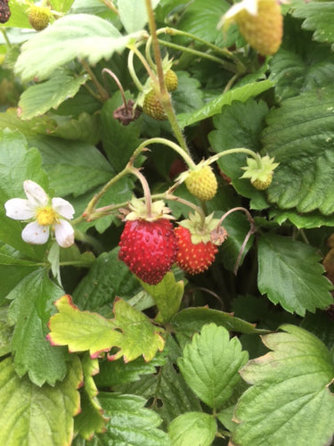 Strawberry (Wild Strawberry) - Culinary Herb Co.