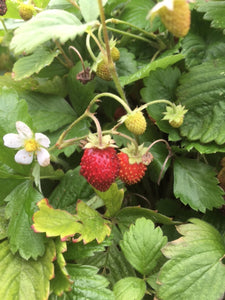 Strawberry (Wild Strawberry)