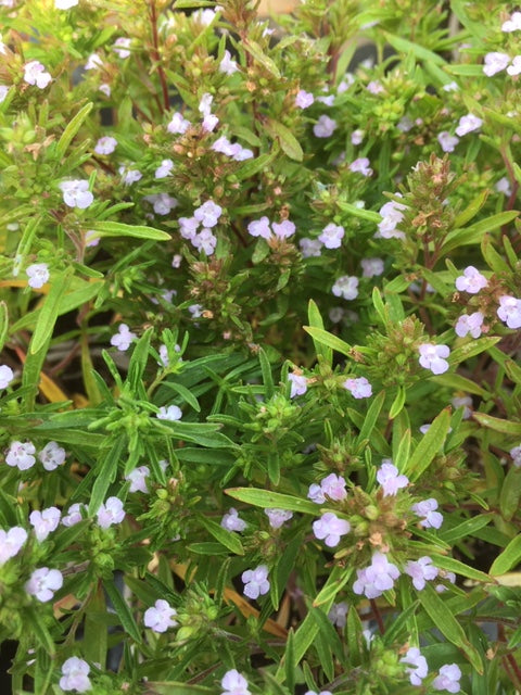 Savory: Summer (Satureja hortensis) - The Culinary Herb Company