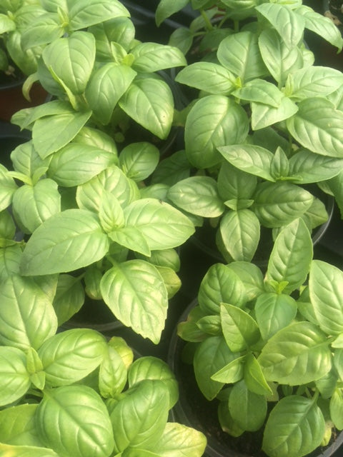 Basil: Sweet (Ocimum basilicum) - The Culinary Herb Company