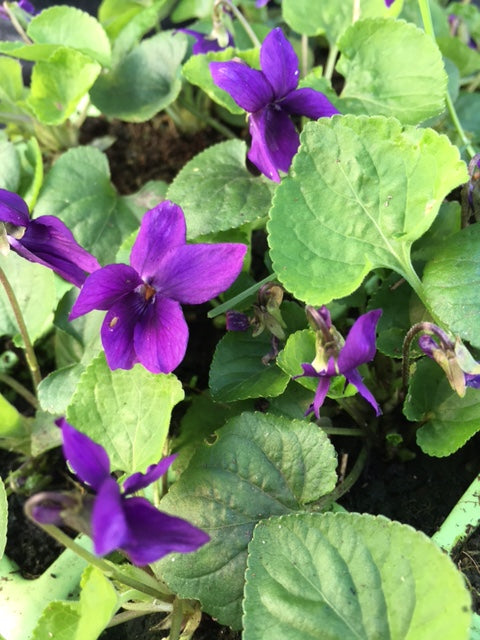 Sweet Violet (Viola odorata) - Culinary Herb Co.