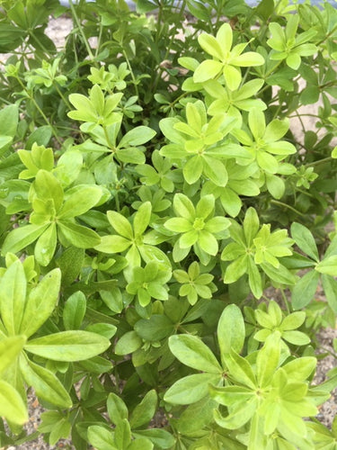 Sweet Woodruff (Galium odoratum) - The Culinary Herb Company