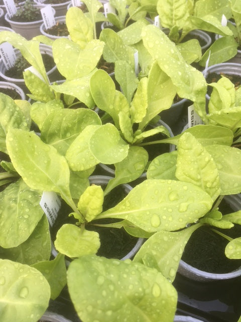 Chard: Swiss (Beta vulgaris) - Culinary Herb Co.