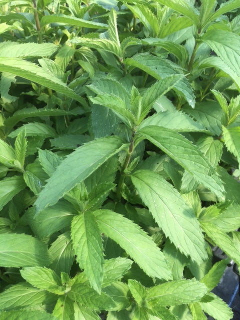 Mint: Swiss (Mentha spicata 'Swiss') - The Culinary Herb Company