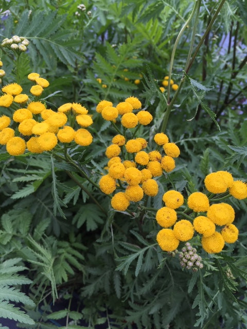 Tansy (Tanacetum vulgare) - The Culinary Herb Company