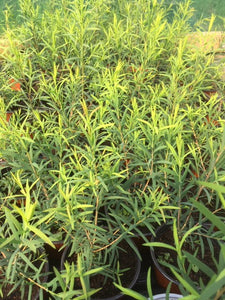 Tea Tree (Melaleuca alternifolia) - The Culinary Herb Company