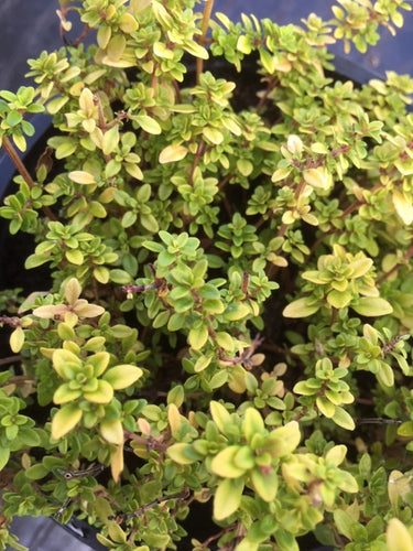 Thyme: Bertram Anderson (Thymus pulegioides 'Bertram Anderson') - The Culinary Herb Company