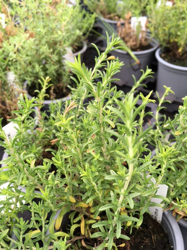 Thyme: Conehead (Thymus capitata) - Culinary Herb Co.