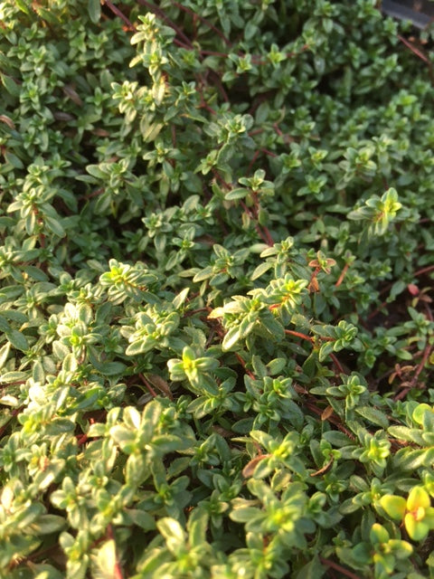 Thyme, Creeping red (Thymus syn.T.serpyllum coccineus)