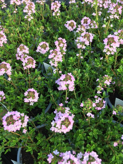 Thyme: Porlock (Thymus praecox)