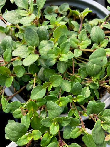 Thyme: Purple Creeping (Thymus serpyllum ‘Purple Creeping’) - Culinary Herb Co.