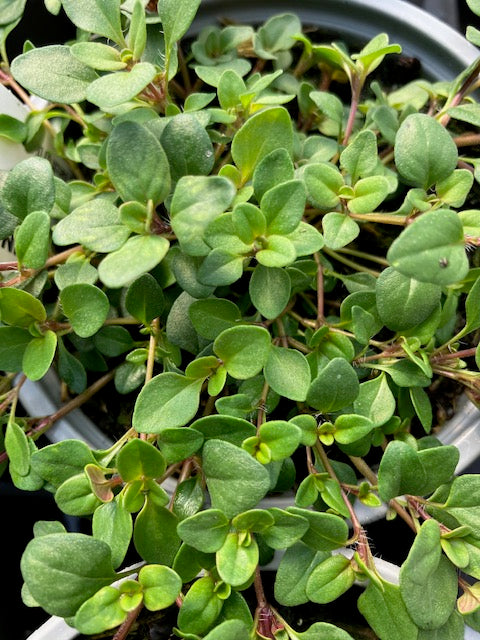 Thyme: Purple Creeping (Thymus serpyllum ‘Purple Creeping’) - Culinary Herb Co.