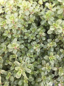 Thyme: Silver Queen (Thymus citriodorus 'Silver Queen')