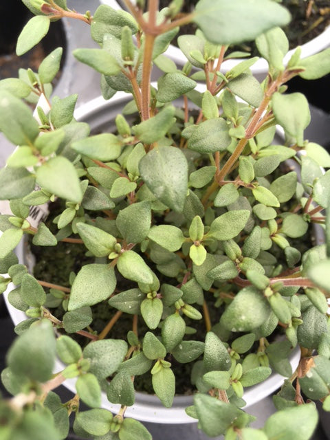 Thyme: Spanish (Thymus mastichina) - Culinary Herb Co.