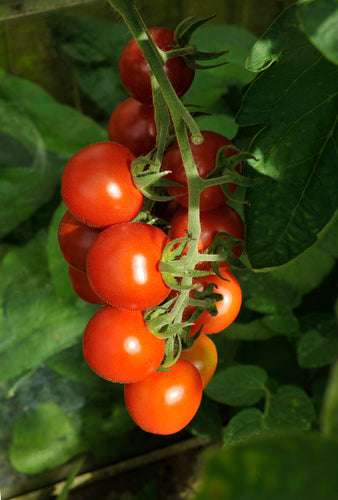 Tomato (Alicante) - Culinary Herb Co.