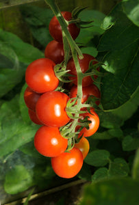 Tomato (Alicante) - Culinary Herb Co.