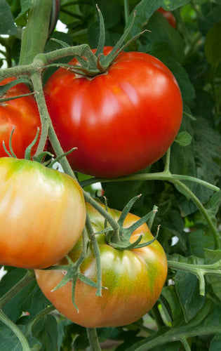 Tomato (Beefsteak) - Culinary Herb Co.