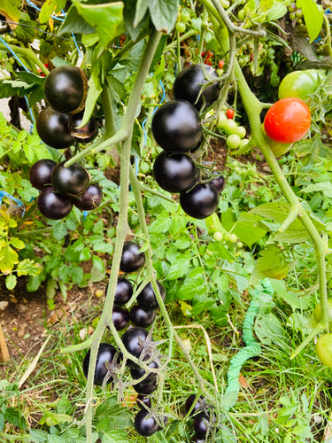 Tomato (Black Cherry) - Culinary Herb Co.