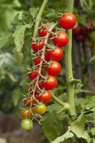 Tomato (Gardeners Delight) - Culinary Herb Co.