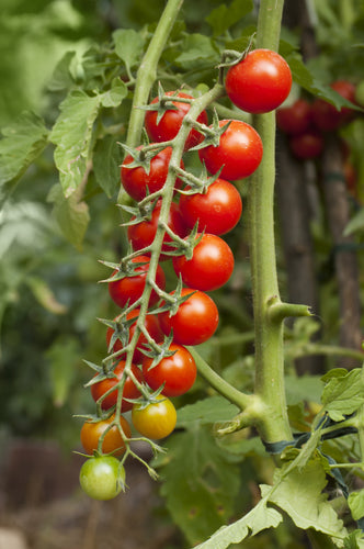 Tomato (Gardeners Delight)