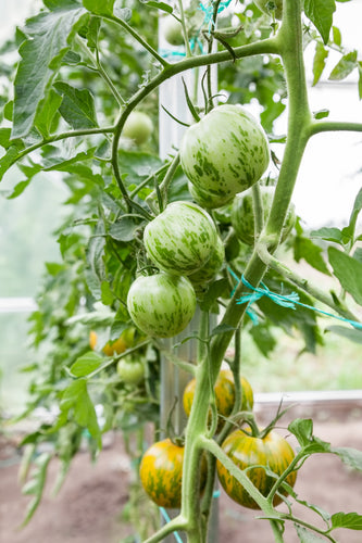 Tomato (Green Zebra) - Culinary Herb Co.