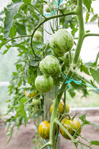 Tomato (Green Zebra) - Culinary Herb Co.