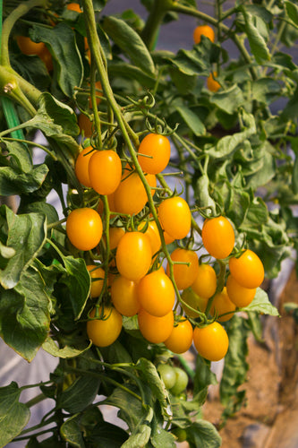 Tomato (Lidi) - Culinary Herb Co.