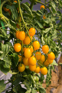 Tomato (Lidi) - Culinary Herb Co.