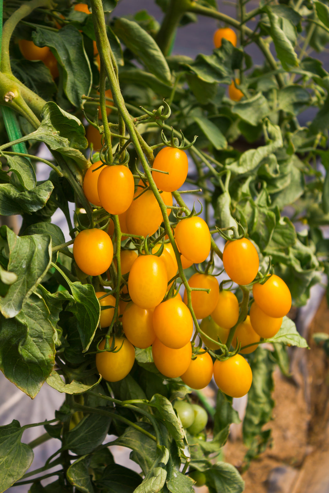 Tomato (Lidi) - Culinary Herb Co.