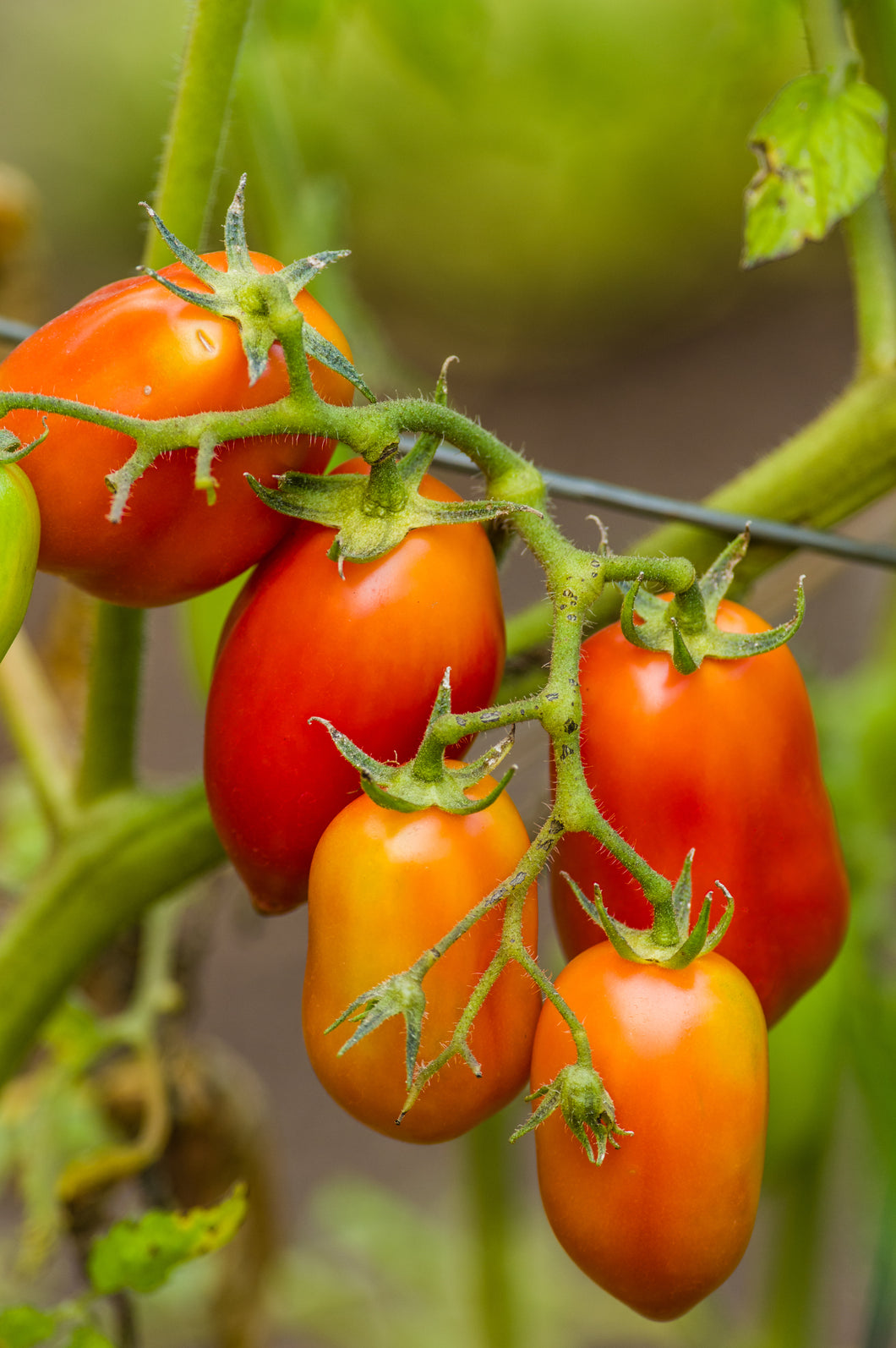 Tomato (San Marzano)