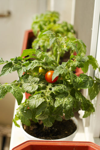 Tomato (Totem F1) - Culinary Herb Co.